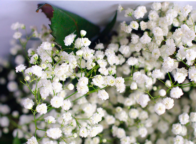 Details 100 flor blanca de muerto